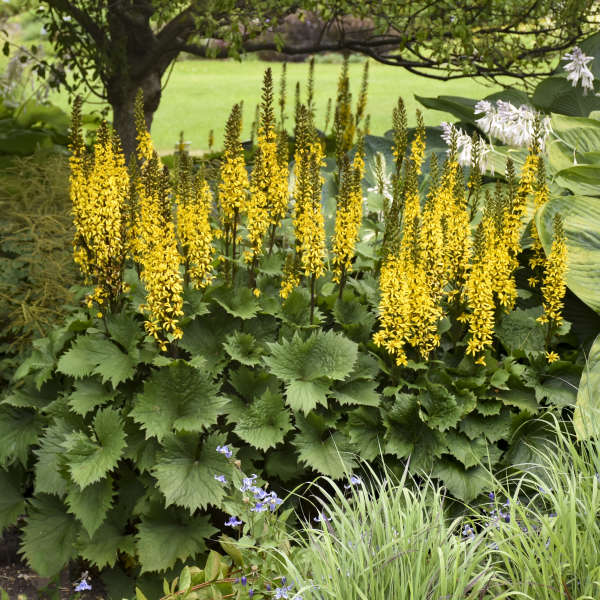 Yellow Ligularia Plant Seeds Planting Guide