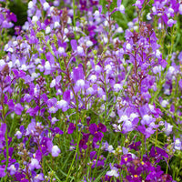 Lindaria Licilia Flower Mix Seeds – Self-Seeding Annual Garden Blooms