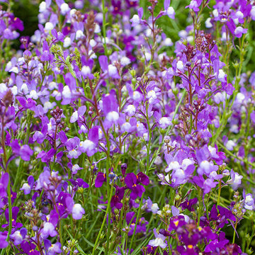 Lindaria Licilia Flower Mix Seeds – Self-Seeding Annual Garden Blooms