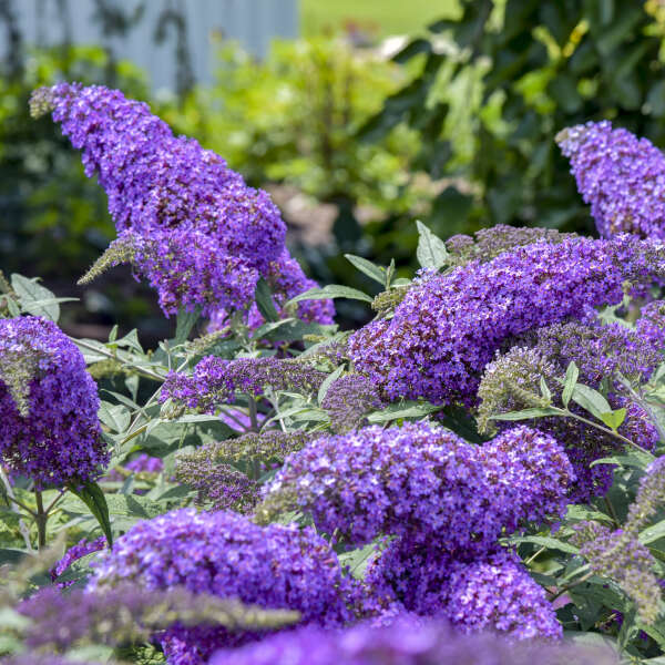 Purple Buddleja Flower seeds for Planting - Pollinator Friendly, Heirloom & GMO Free Seeds for Home Garden