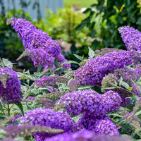 Purple Buddleja Flower seeds for Planting - Pollinator Friendly, Heirloom & GMO Free Seeds for Home Garden
