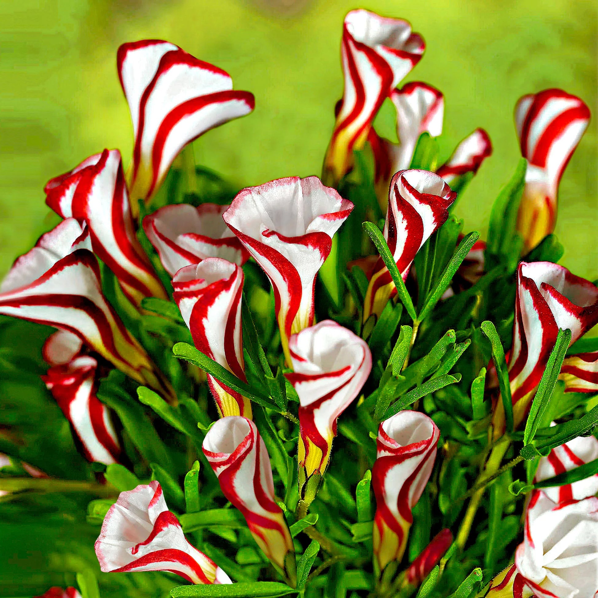 Oxalis Versicolor Flower seeds for Planting Vibrant Colors Heirloom & GMO Free Seeds for Home Garden