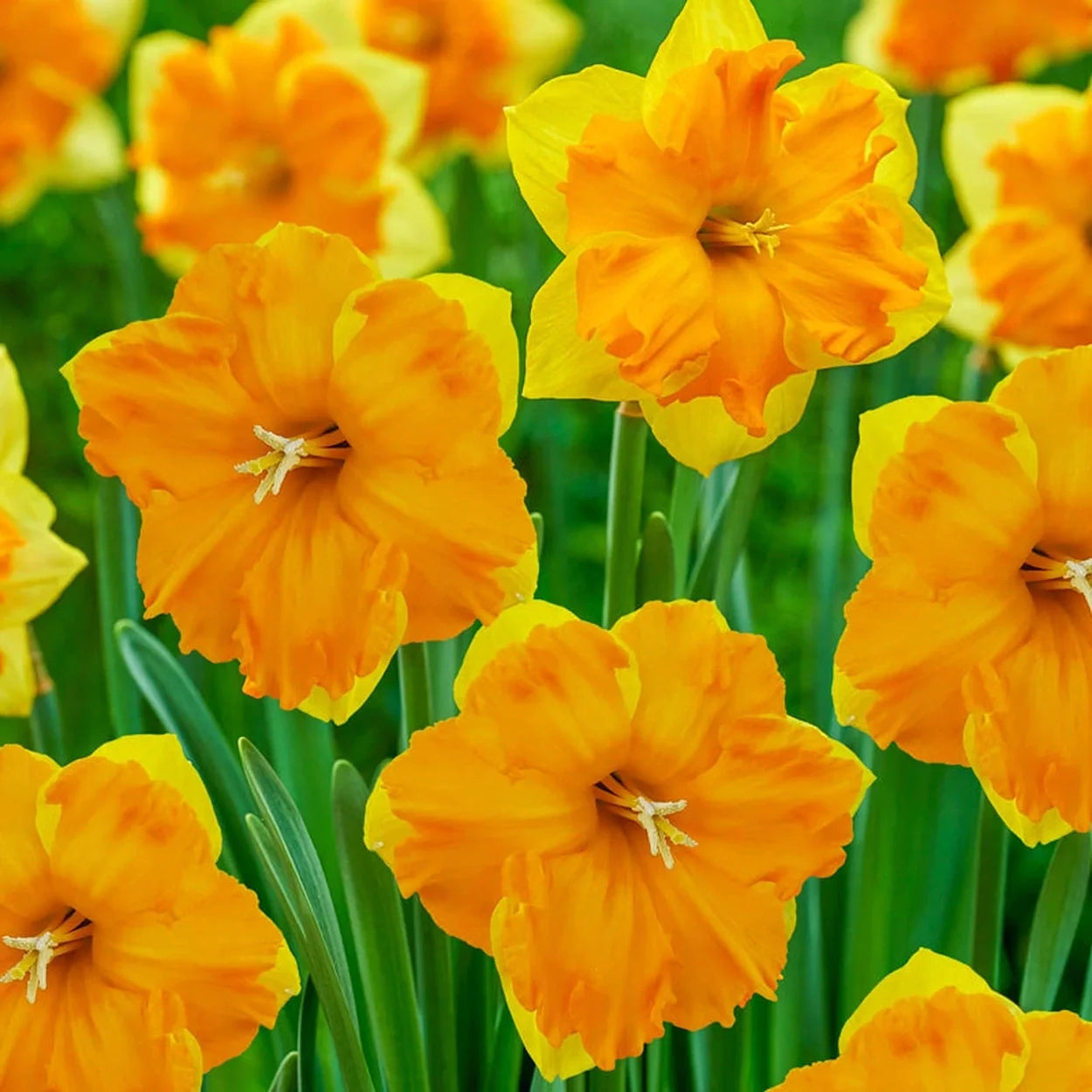 Yellow Orange Daffodil Flower Seeds Cut Flower Favorite Heirloom & GMO Free Seeds for Home Garden
 
 Sale
