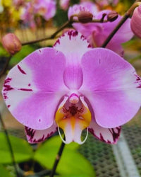 Phalaenopsis Orchid Flower seeds for Planting Cut Flower Favorite Heirloom & GMO Free Seeds for Home Garden