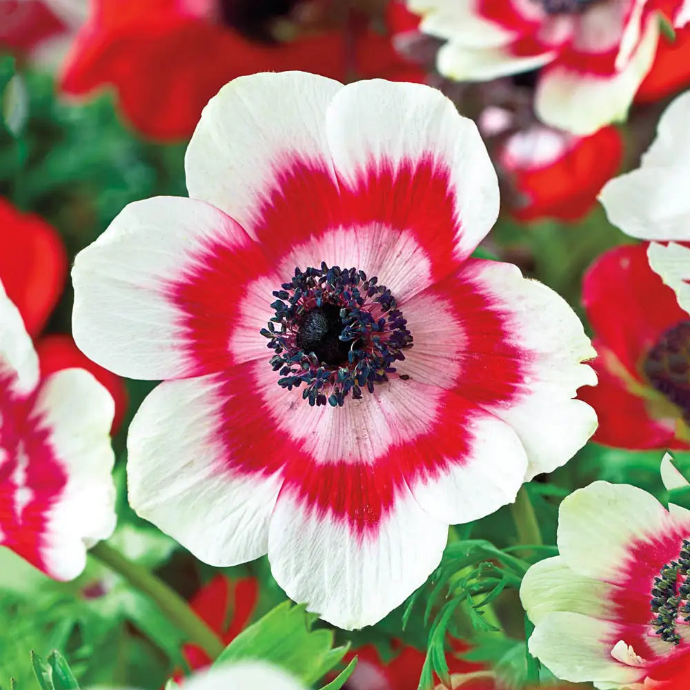 Bicolor Flower Seeds for Planting