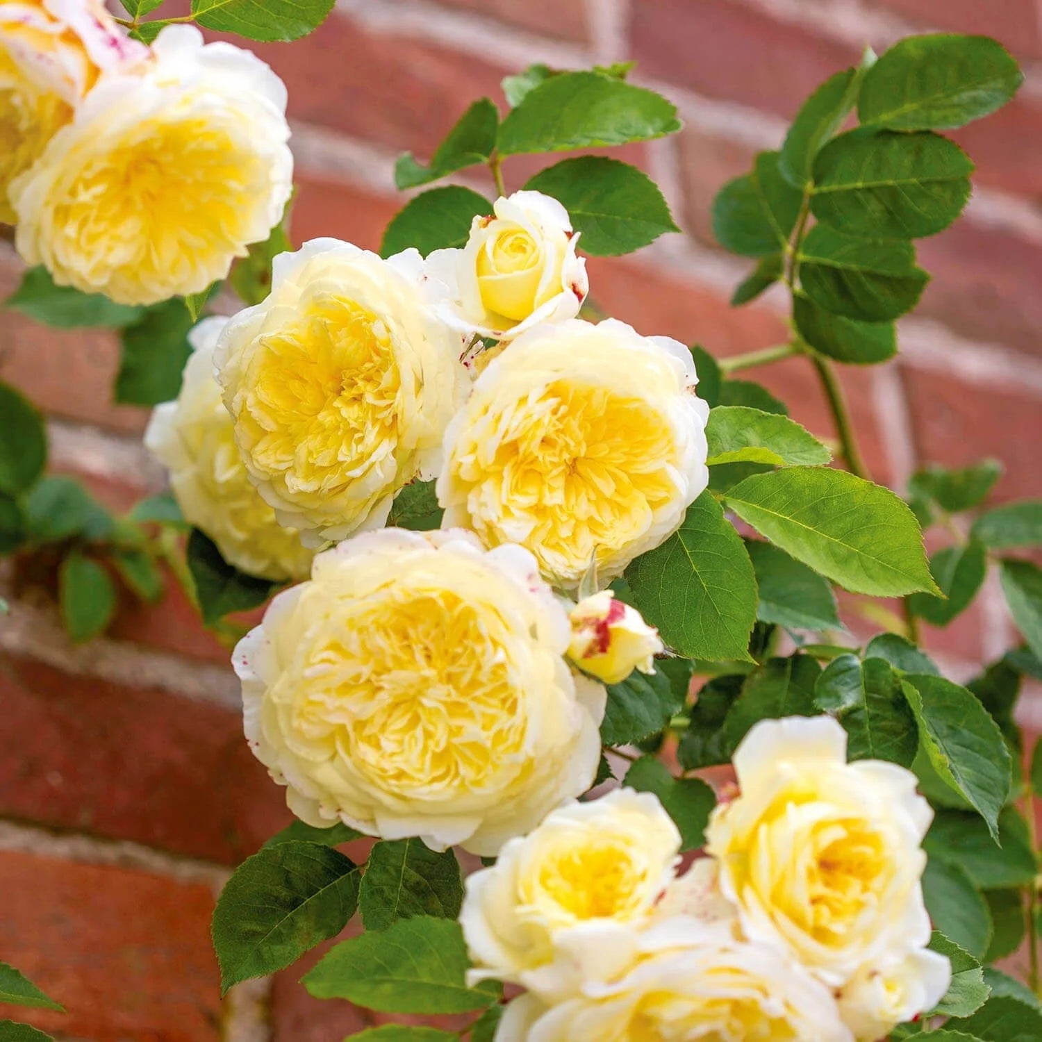 Yellow White Climbing Rose Flower seeds for Planting - Wildflower Mix, Heirloom & GMO Free Seeds for Home Garden