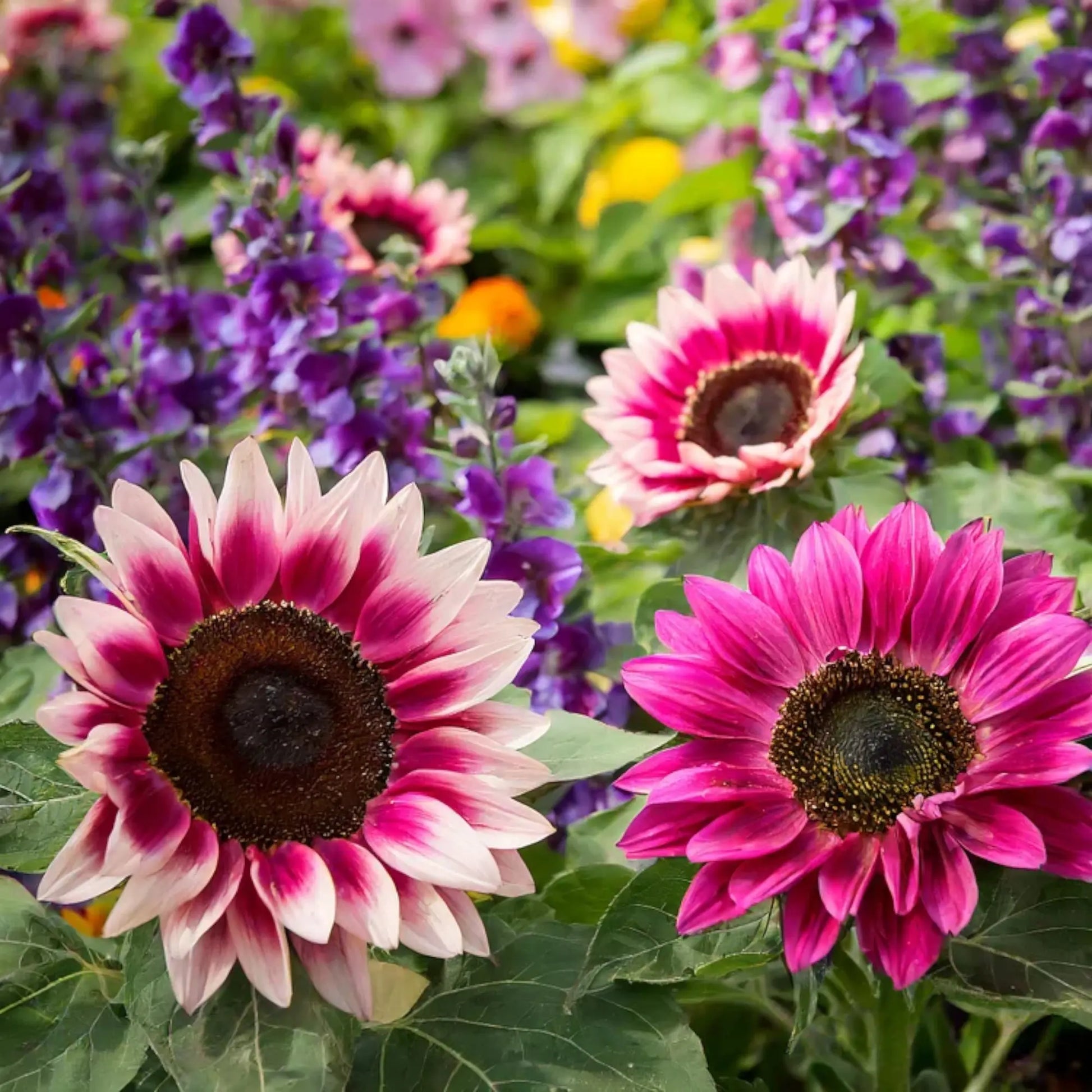 Pink Sunflower Seeds - Perfect for Planting