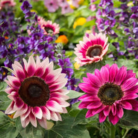 Pink Sunflower Seeds - Perfect for Planting