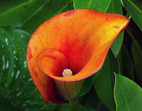 Orange Calla Flower seeds for Planting - Perfect for Borders, Heirloom & GMO Free Seeds for Home Garden
