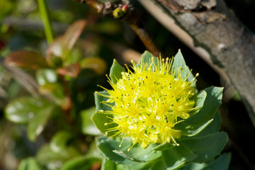 Green Rhodiola Rosea Flower seeds for Planting - Hardy Variety, Heirloom & GMO Free Seeds for Home Garden