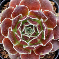 Maroon Jovibarba Seeds for Planting - Vibrant Perennial Ground Cover