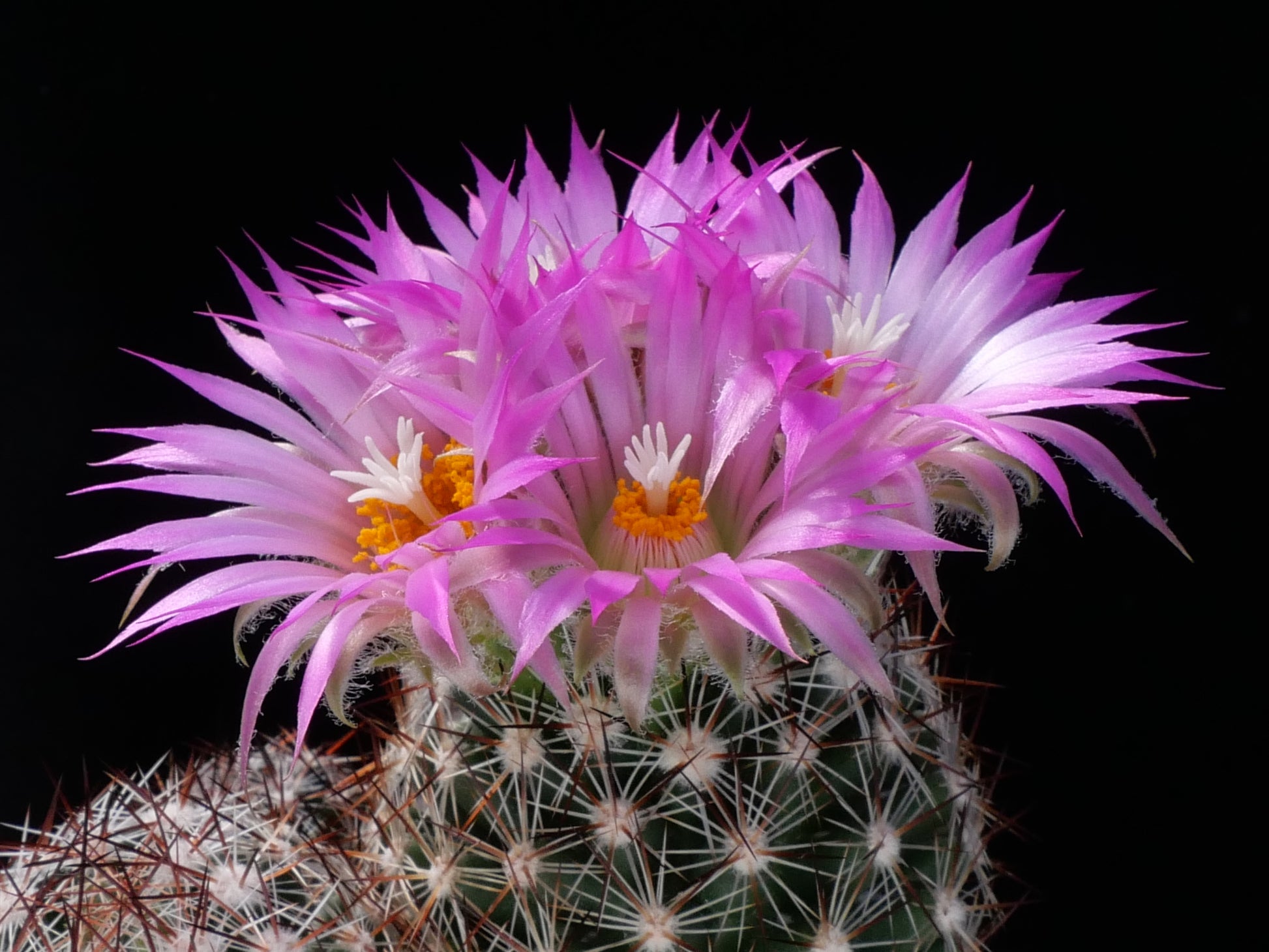 Escobaria Vivipara Flower seeds for Planting Garden Favorite Heirloom & GMO Free Seeds for Home Garden