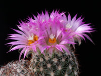 Escobaria Vivipara Flower seeds for Planting Garden Favorite Heirloom & GMO Free Seeds for Home Garden