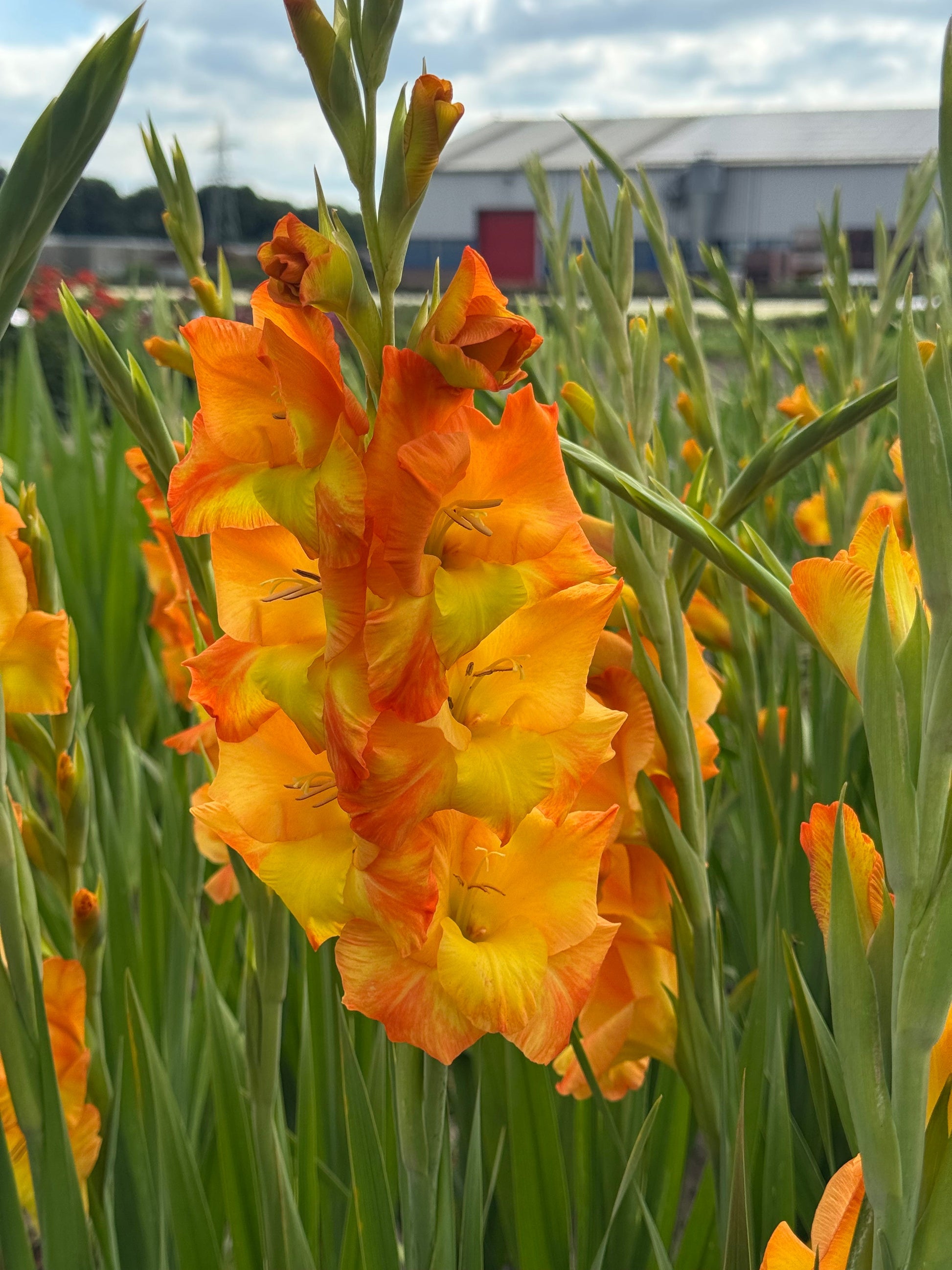 Gladiolus Yellow Orange Flower seeds for Planting - Cut Flower Favorite, Heirloom & GMO Free Seeds for Home Garden