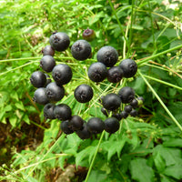 Sarsaparilla Fruit Planting Seeds - Grow Your Own Perennial Climbing Vine