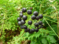 Sarsaparilla Fruit Planting Seeds - Grow Your Own Perennial Climbing Vine