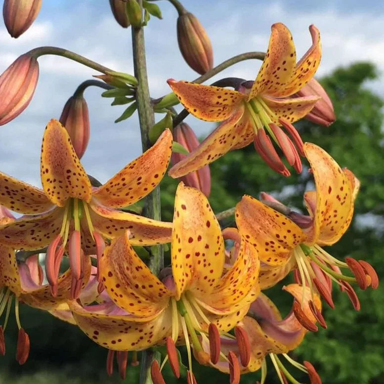 Lilium Martagon Flower seeds for Planting Vibrant Colors Heirloom & GMO Free Seeds for Home Garden