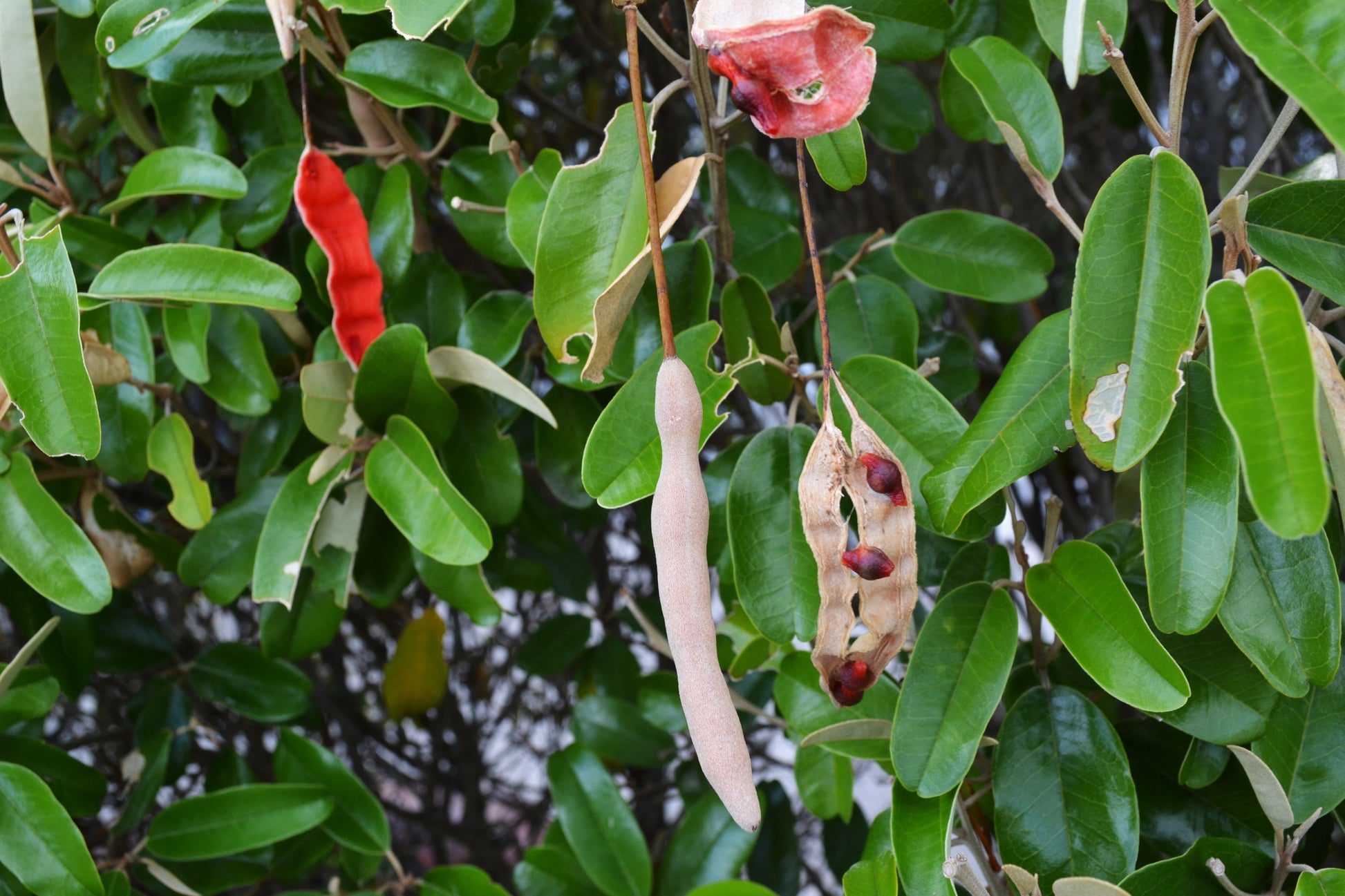 Orange Cynophallophora Seeds - Planting Fruit Seeds