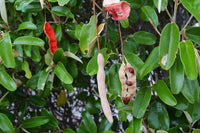 Orange Cynophallophora Seeds - Planting Fruit Seeds