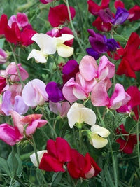 Heirloom Sweet Pea Flower seeds for Planting Cut Flower Favorite Heirloom & GMO Free Seeds for Home Garden