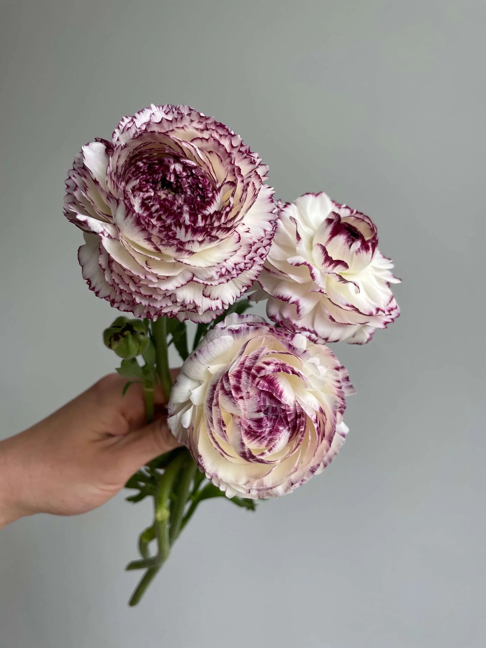 Brown Shade Japanese ranunculus Flower seeds for Planting - Fragrant Blossoms, Heirloom & GMO Free Seeds for Home Garden