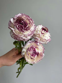 Brown Shade Japanese ranunculus Flower seeds for Planting - Fragrant Blossoms, Heirloom & GMO Free Seeds for Home Garden