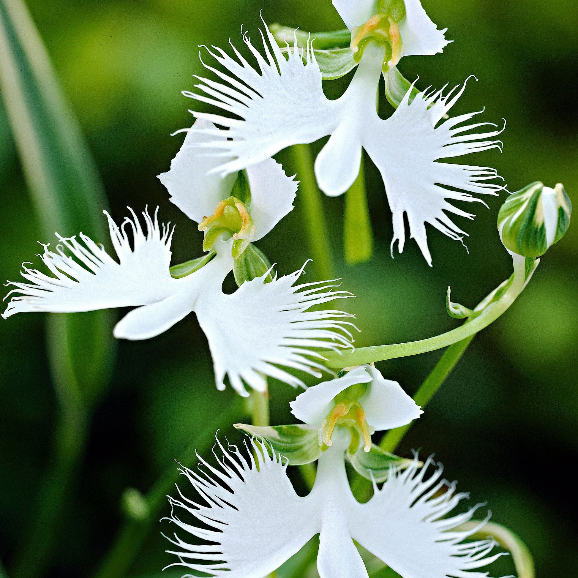 Egret Orchid Flower seeds for Planting Pollinator Friendly Heirloom & GMO Free Seeds for Home Garden