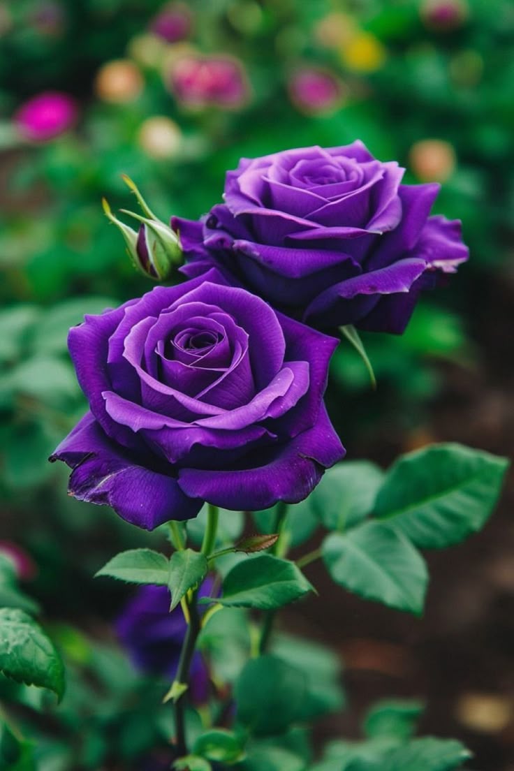 Purple Rose Flower seeds for Planting Easy to Grow Heirloom & GMO Free Seeds for Home Garden 
 
 Sale