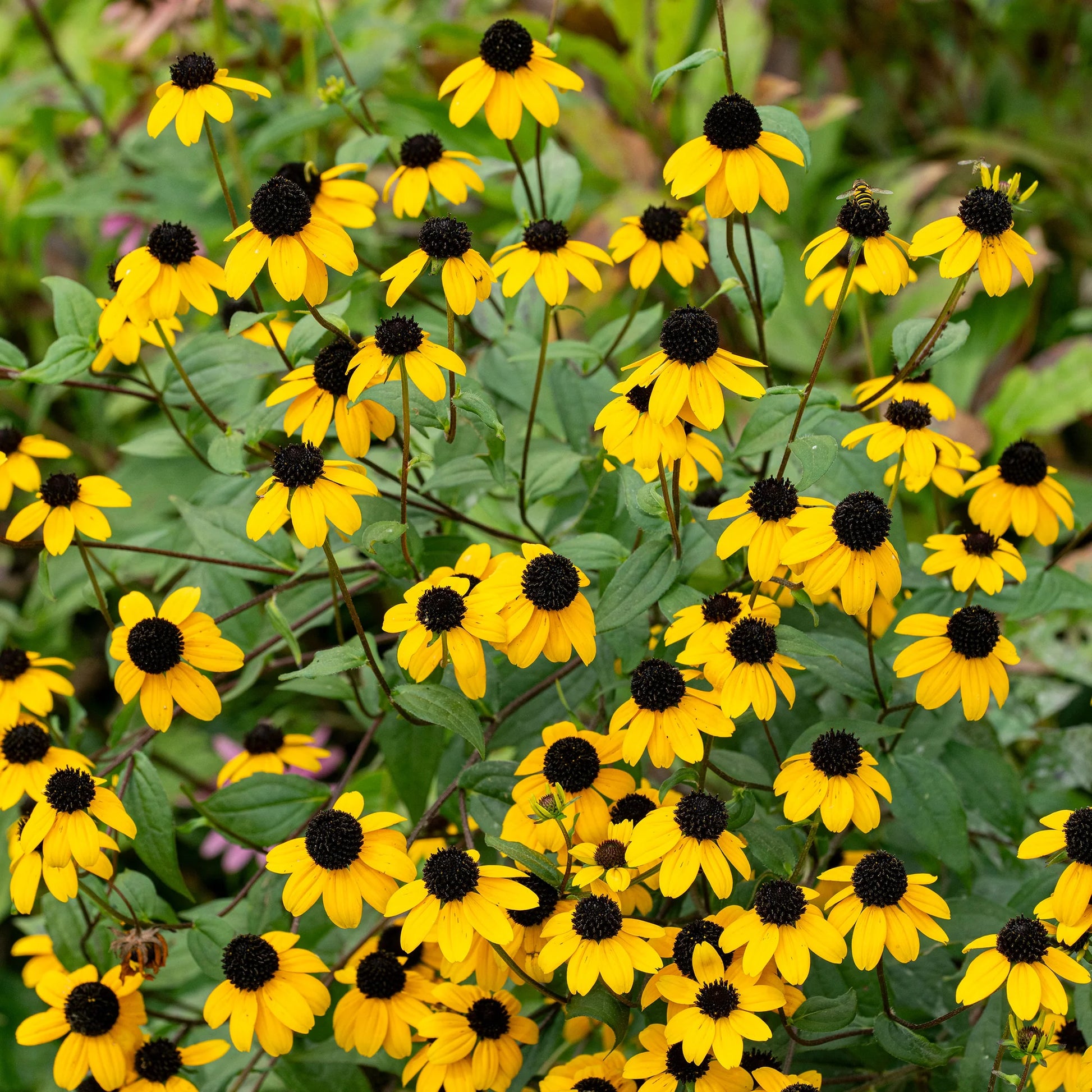 Rudbeckia Triloba Seeds for Planting  Vibrant Flower Seeds for Your Garden