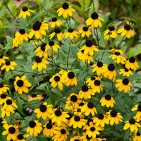 Rudbeckia Triloba Seeds for Planting  Vibrant Flower Seeds for Your Garden