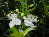 Myrtle Flower seeds for Planting - Fragrant Blossoms, Heirloom & GMO Free Seeds for Home Garden