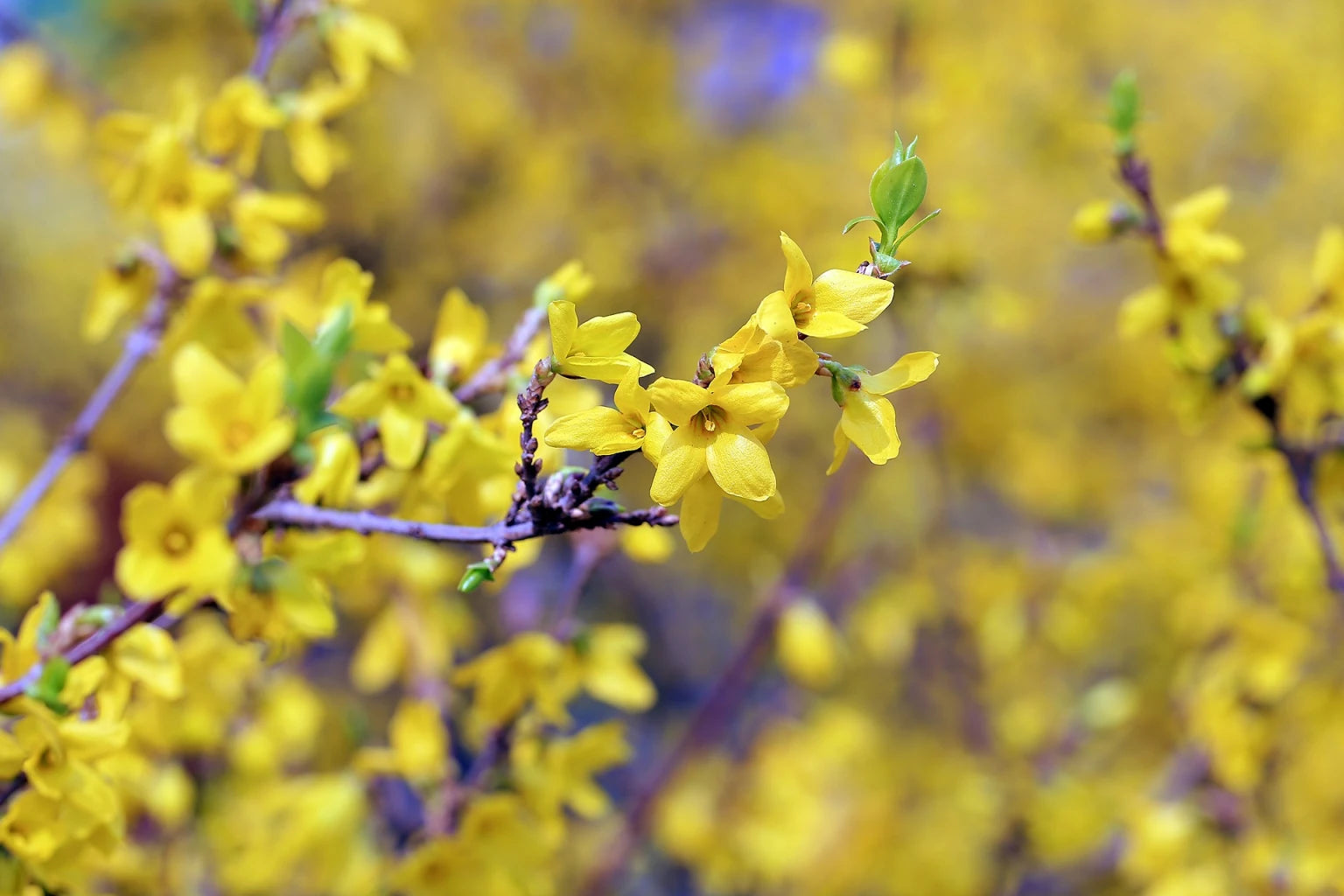 Trifoliate Forsythia Flower seeds for Planting Drought Tolerant Heirloom & GMO Free Seeds for Home Garden