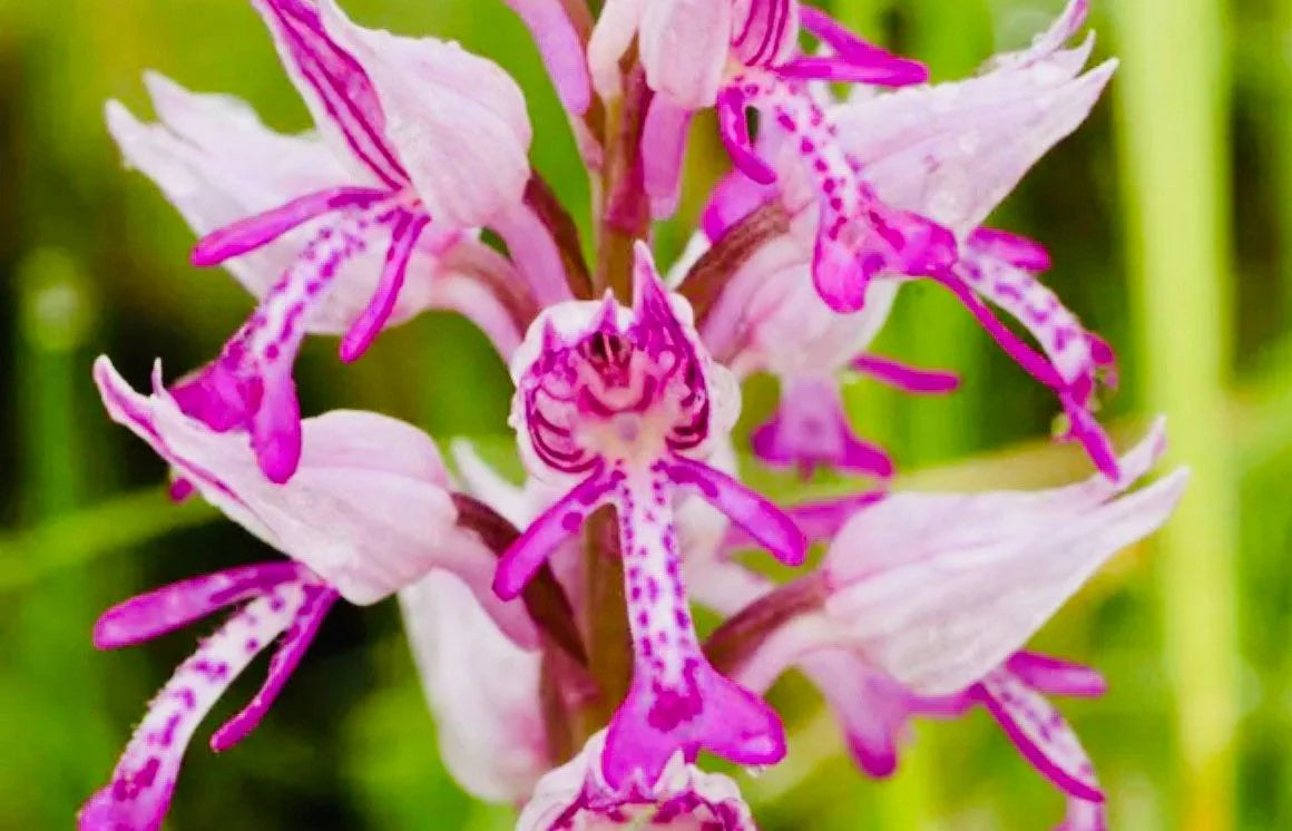 Naked Man Orchid Seeds for Planting - Unique Flowering Plant Seeds