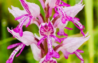 Naked Man Orchid Seeds for Planting - Unique Flowering Plant Seeds