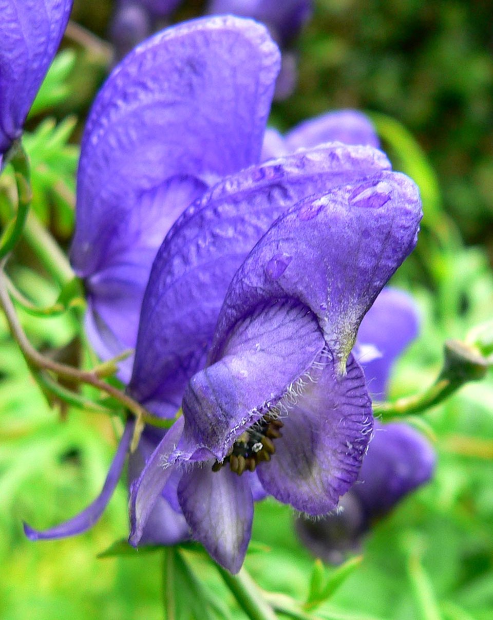 Aconitum Napellus Flower seeds for Planting - Premium Quality, Heirloom & GMO Free Seeds for Home Garden