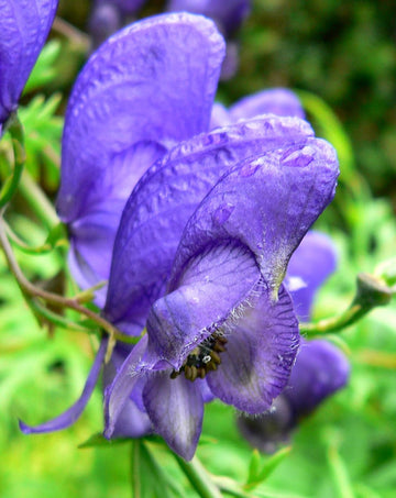 Aconitum Napellus Flower seeds for Planting - Premium Quality, Heirloom & GMO Free Seeds for Home Garden