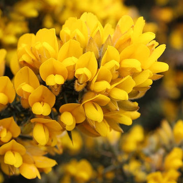 Yellow Gorse Ulex Europaeus Flower seeds for Planting - Easy to Grow, Heirloom & GMO Free Seeds for Home Garden
