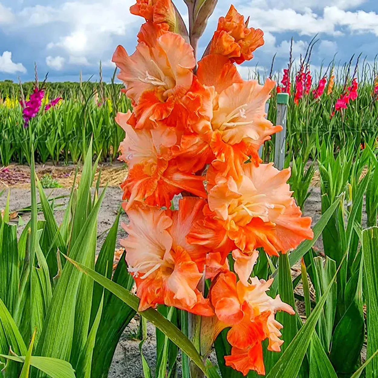 Orange Yellow Gladiolus Flower seeds for Planting - Pollinator Friendly, Heirloom & GMO Free Seeds for Home Garden