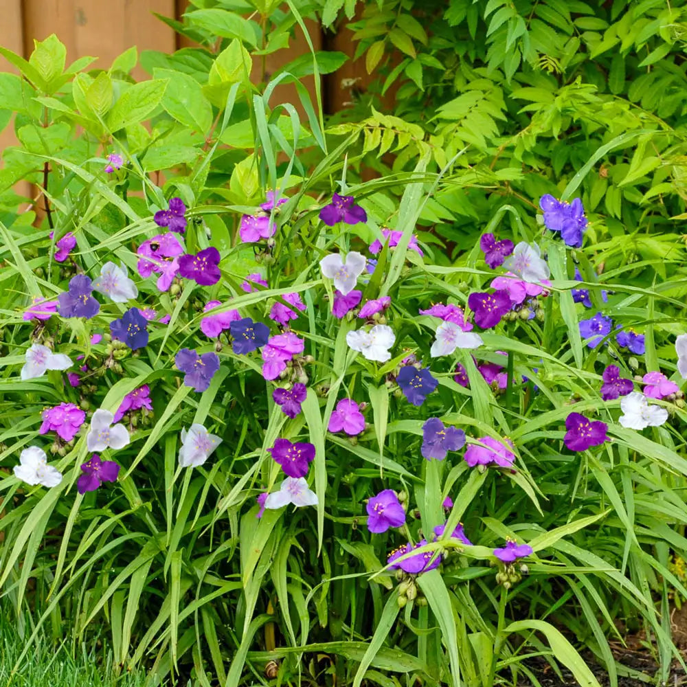 Mixed Tradescantia Spiderwort Flower seeds for Planting - Seasonal Bloomer, Heirloom & GMO Free Seeds for Home Garden