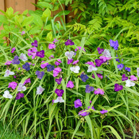 Mixed Tradescantia Spiderwort Flower seeds for Planting - Seasonal Bloomer, Heirloom & GMO Free Seeds for Home Garden