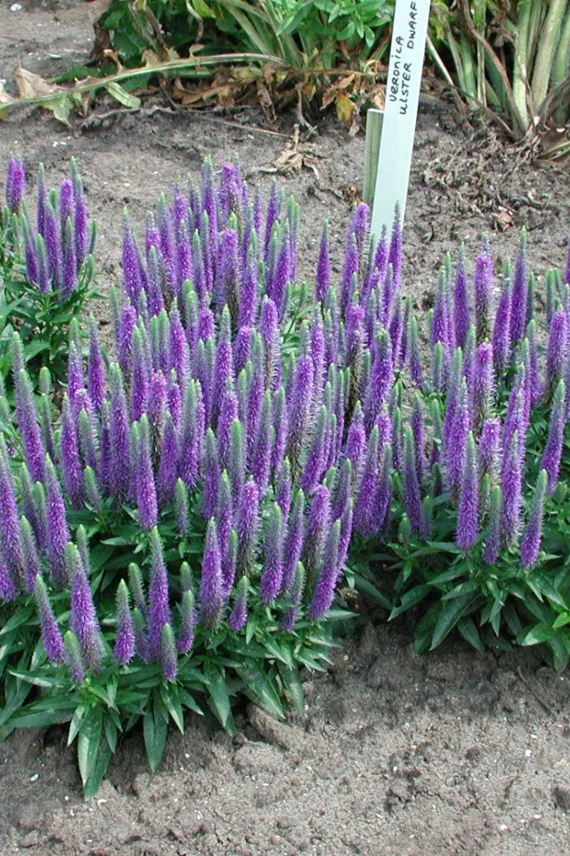 Blue Veronica Flower seeds for Planting Compact Growth Heirloom & GMO Free Seeds for Home Garden
 
 Sale