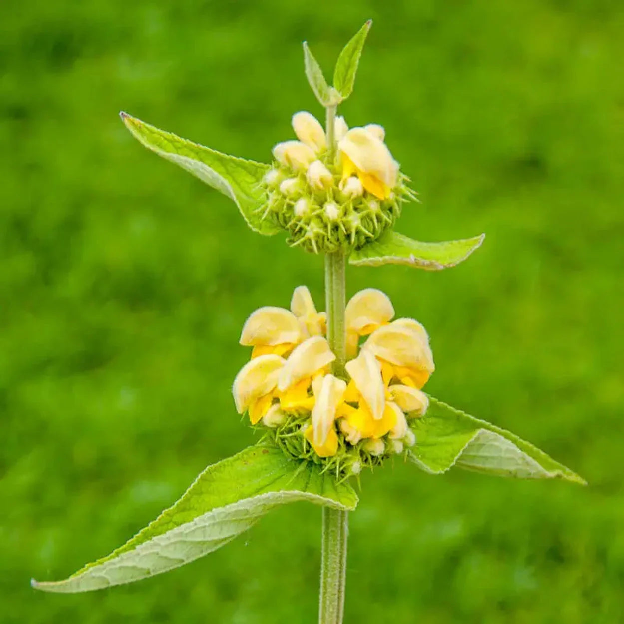 Jerusalem Sage Yellow Flower Seeds for Planting  Vibrant and Aromatic Blooms