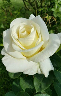 Rarest White Knight Rose Flower Seeds for Planting Premium Quality Ideal for Your Garden Heirloom & GMO Free Seeds for Home Garden 
 
 Sale