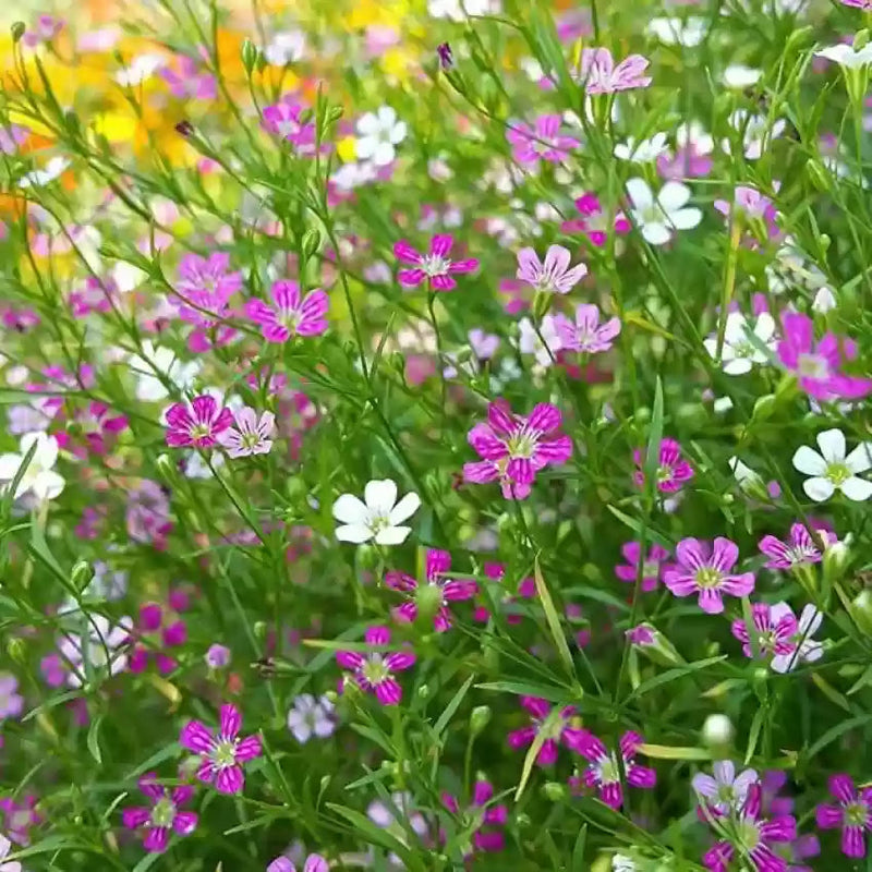 Mixed Gypsophila Flower seeds for Planting Hardy Variety Heirloom & GMO Free Seeds for Home Garden
 
 Sale seeds for home garden planting