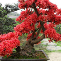 Red Simsii Bonsai Flower seeds for Planting Vibrant Colors Heirloom & GMO Free Seeds for Home Garden