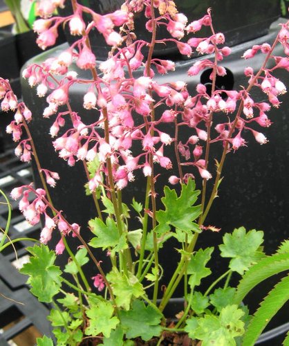 Heuchera Pulchella Flower seeds for Planting Bright Blooms Heirloom & GMO Free Seeds for Home Garden