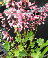 Heuchera Pulchella Flower seeds for Planting Bright Blooms Heirloom & GMO Free Seeds for Home Garden
