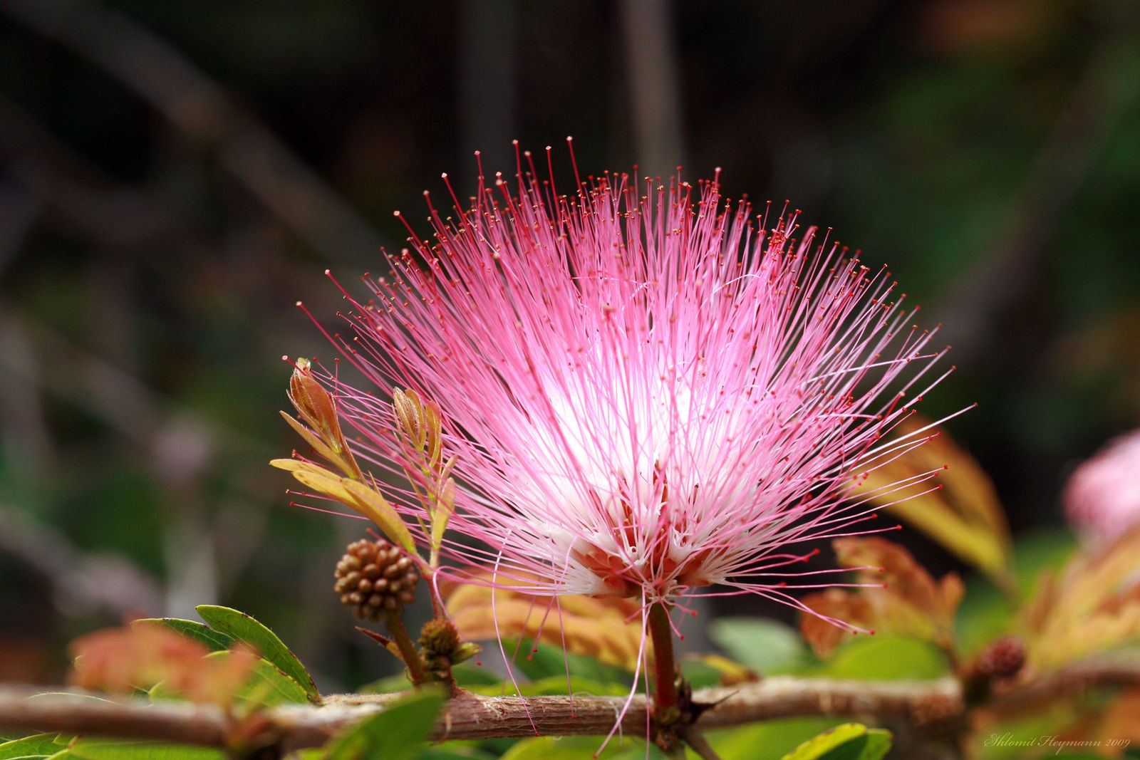 Albizia Julibrissin Flower seeds for Planting Low Maintenance Heirloom & GMO Free Seeds for Home Garden