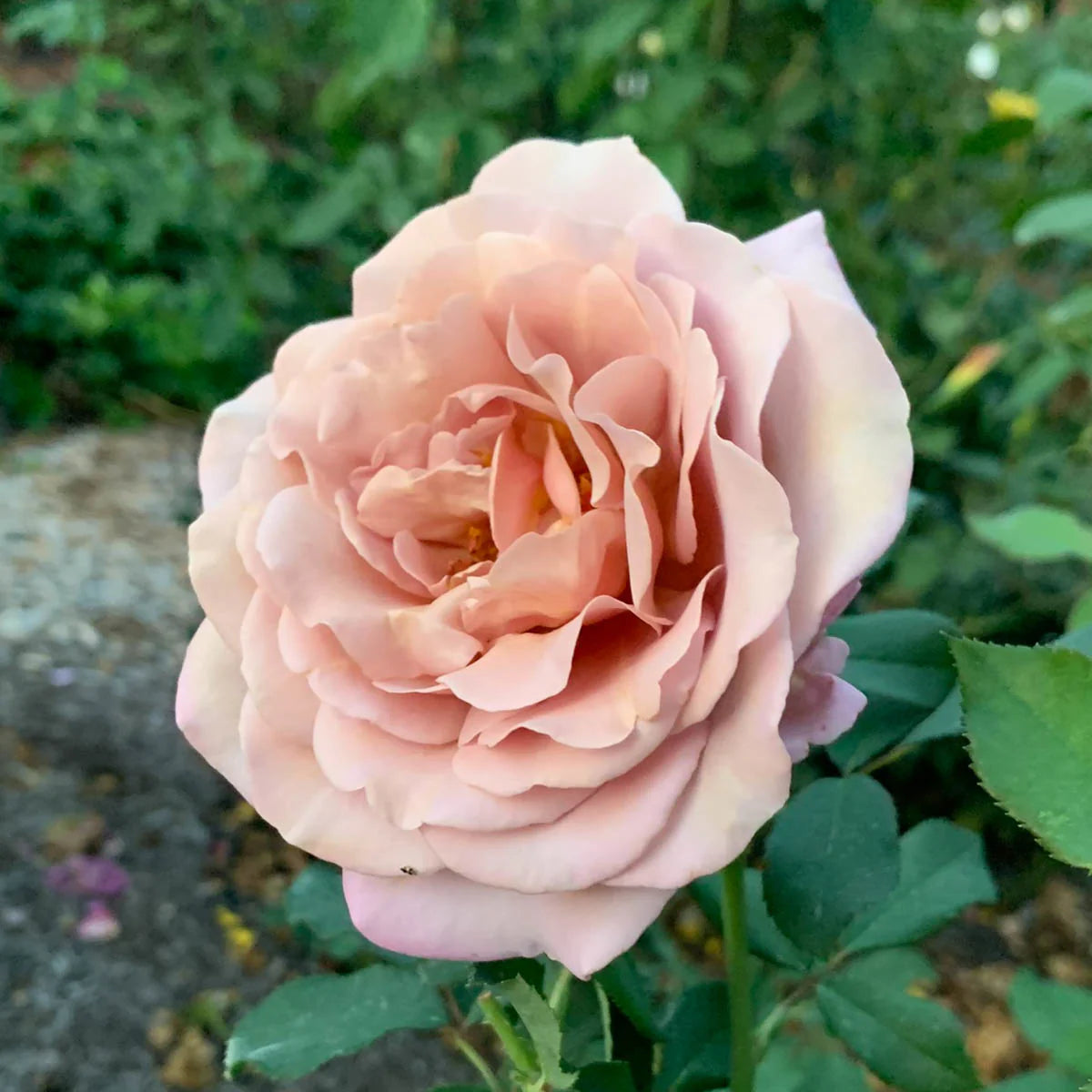 Unique Rose Brown Flowering  Seeds For Planting and Gardening vibes
