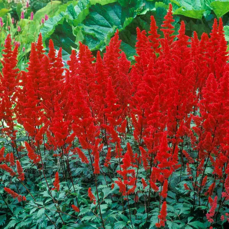 Red Astilbe Perennial Flower seeds for Planting - Pollinator Friendly, Heirloom & GMO Free Seeds for Home Garden